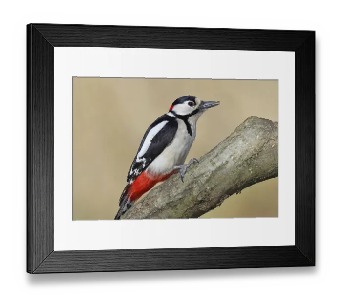 Framed Print : Great spotted woodpecker (Dendrocopos major) Framed Print : Great spotted woodpecker (Dendrocopos major)