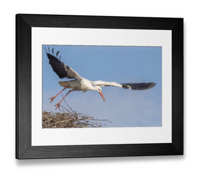Framed Print : Een witte Ooievaar met zwarte vleugelpunten vliegt over een groot nest Framed Print : Een witte Ooievaar met zwarte vleugelpunten vliegt over een groot nest
