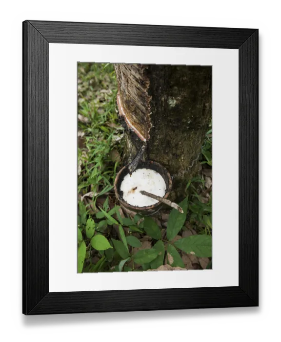 Framed Print : Rubber tree, rubber, Khao Sok National Park Framed Print : Rubber tree, rubber, Khao Sok National Park
