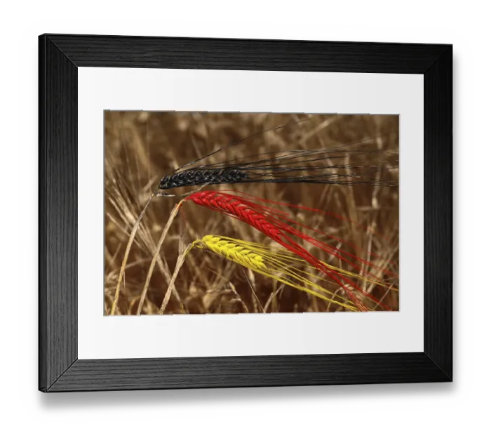 Framed Print : Barley (Hordeum vulgare) painted with the national colours