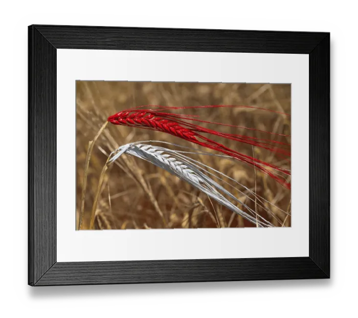 Framed Print : Barley (Hordeum vulgare) painted with the national colours Framed Print : Barley (Hordeum vulgare) painted with the national colours