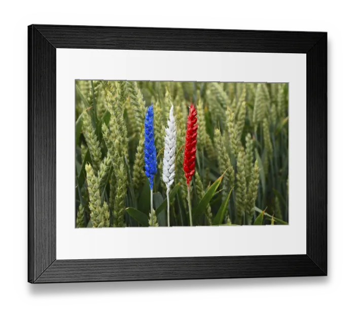 Framed Print : Wheat, ears of wheat with the colours of the French national flag