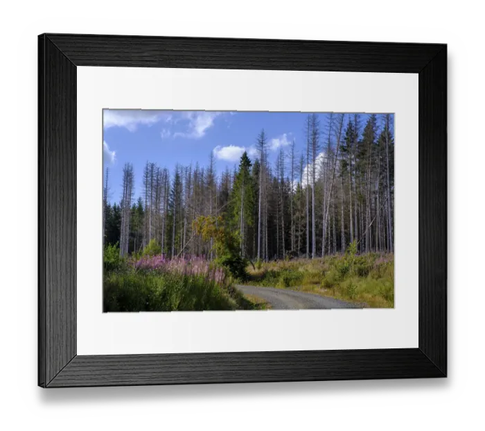 Framed Print : Dead trees, spruces, near Braunlage
