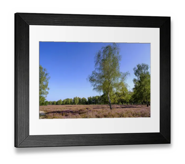 Framed Print : Broom heather blossom, Nemitzer Heide