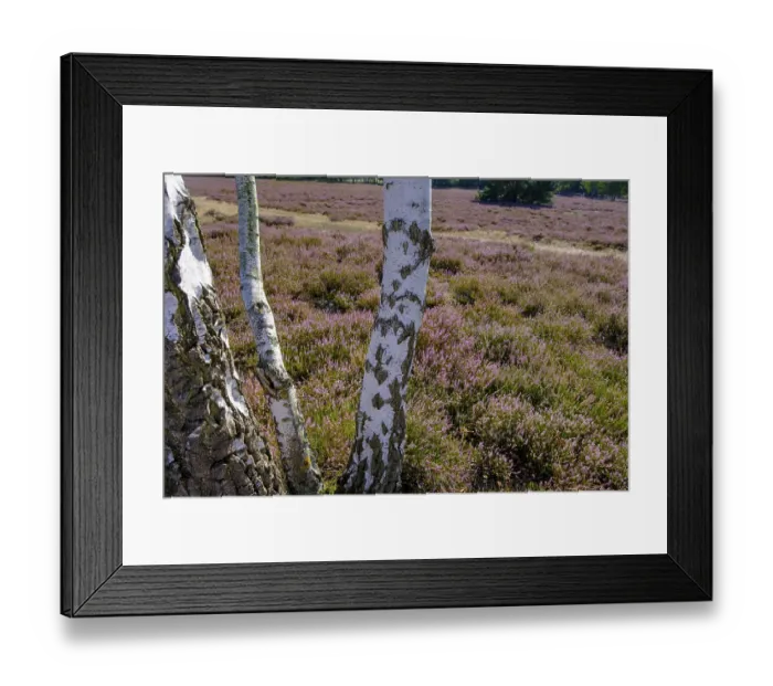 Framed Print : Broom heather blossom, Nemitzer Heide