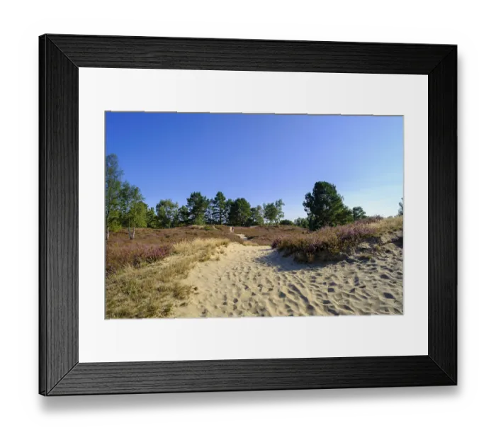 Framed Print : Broom heather blossom, Nemitzer Heide Framed Print : Broom heather blossom, Nemitzer Heide