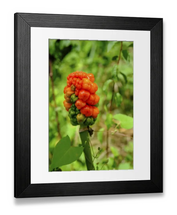 Framed Print : Common arum (Arum maculatum) at Pyrmont Castle