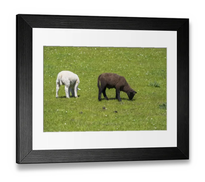 Framed Print : A white and a black sheep on the dyke Framed Print : A white and a black sheep on the dyke