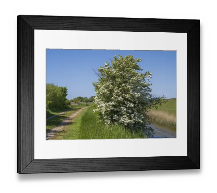 Framed Print : Blooming hawthorn (Crataegus) at the Siel