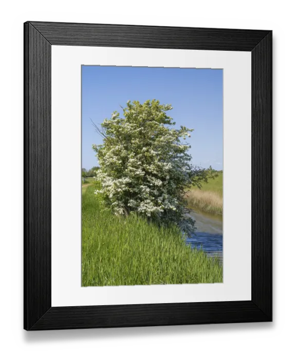 Framed Print : Blooming hawthorn (Crataegus) at the Siel