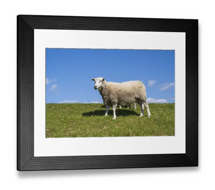 Framed Print : Sheep on the dyke, Pellworm Island Framed Print : Sheep on the dyke, Pellworm Island