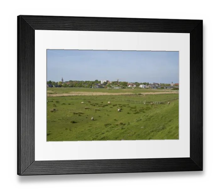 Framed Print : Sheep grazing in the meadows, Dockkoog