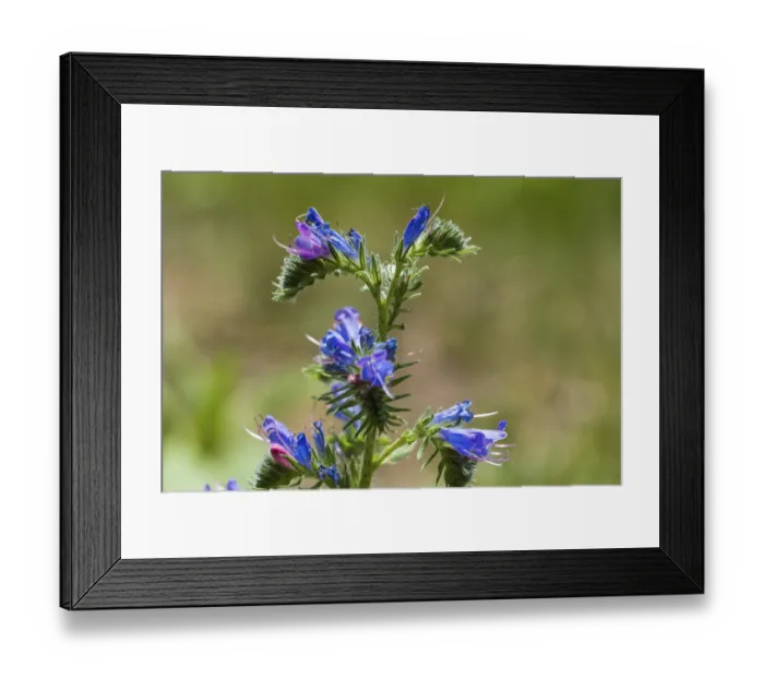 Framed Print : Echium callithyrsum (Echium vulgare)