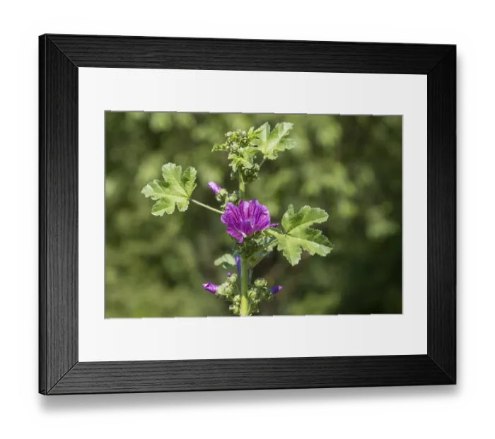 Framed Print : Common mallow (Malva sylvestris) with flowers Framed Print : Common mallow (Malva sylvestris) with flowers