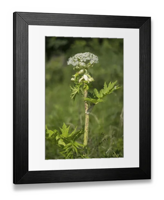 Framed Print : Giant hogweed (Heracleum mantegazzianum) Framed Print : Giant hogweed (Heracleum mantegazzianum)