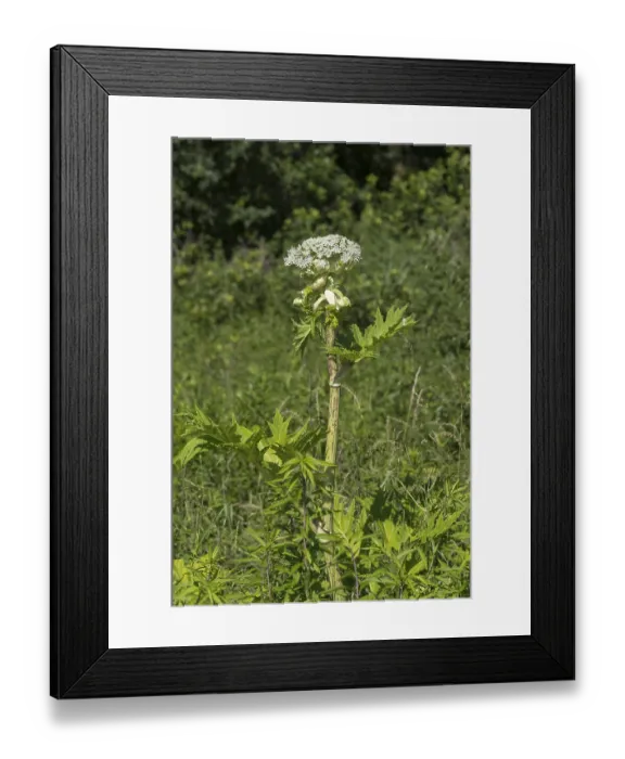 Framed Print : Giant hogweed (Heracleum mantegazzianum) Framed Print : Giant hogweed (Heracleum mantegazzianum)