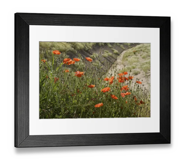 Framed Print : Flowering poppy (Papaver rhoeas)
