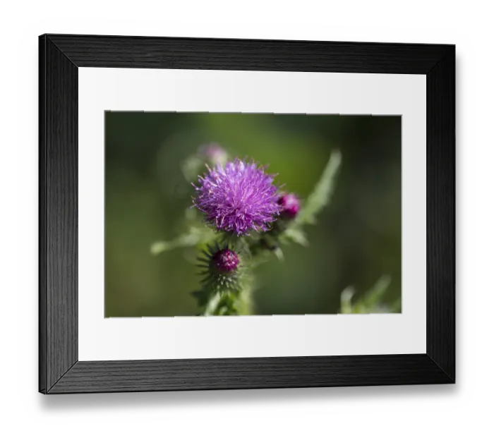 Framed Print : Flower of a thistle, North Rhine-Westphalia Framed Print : Flower of a thistle, North Rhine-Westphalia