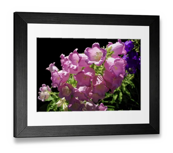 Framed Print : Pink bluebells shine in natural sunlight and display soft colours