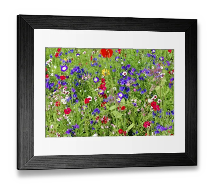 Framed Print : Colourful flower field with various small flowers in full blaze of colour
