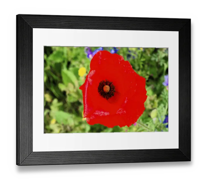 Framed Print : Bright red flower with dark centre in the garden Framed Print : Bright red flower with dark centre in the garden