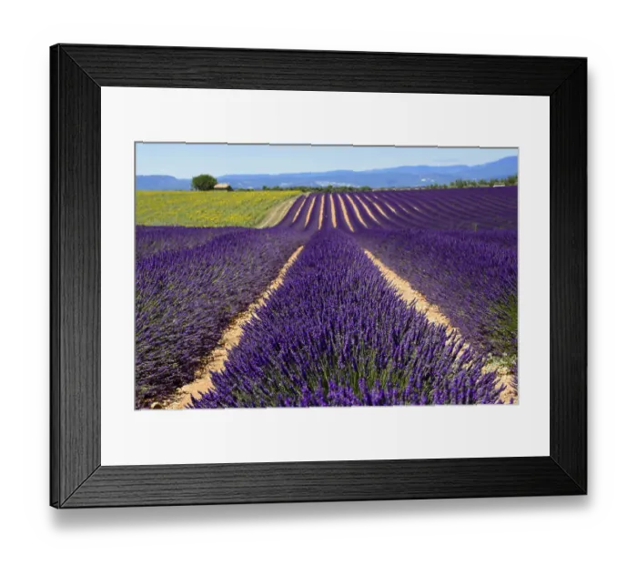 Framed Print : Lavender field stretches into the distance under a clear sky Framed Print : Lavender field stretches into the distance under a clear sky