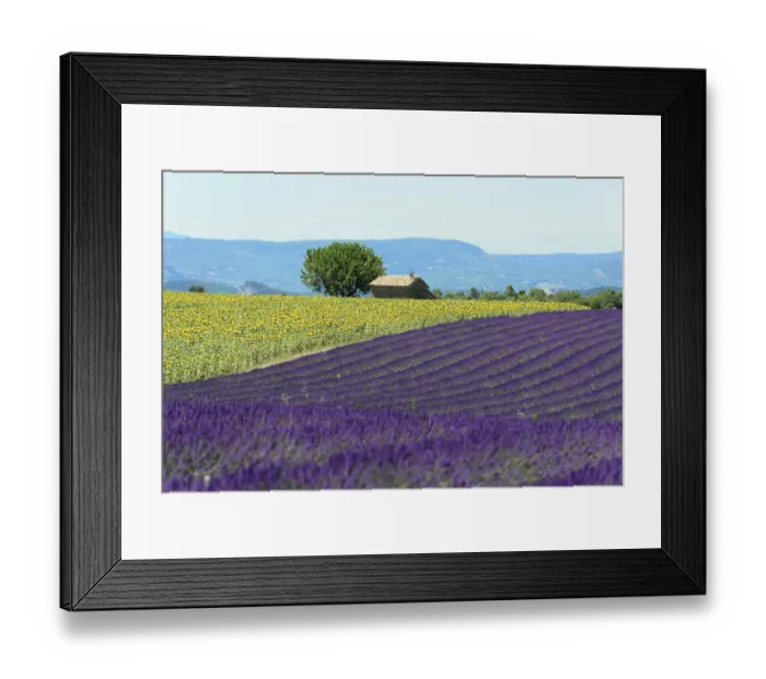Framed Print : A lavender field next to a sunflower field with a tree and a hut in the distance Framed Print : A lavender field next to a sunflower field with a tree and a hut in the distance