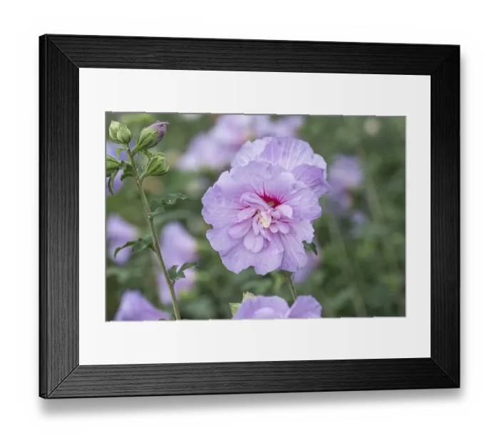 Framed Print : Garden marshmallow (Hibiscus syriacus LAVENDER CHIFFON)