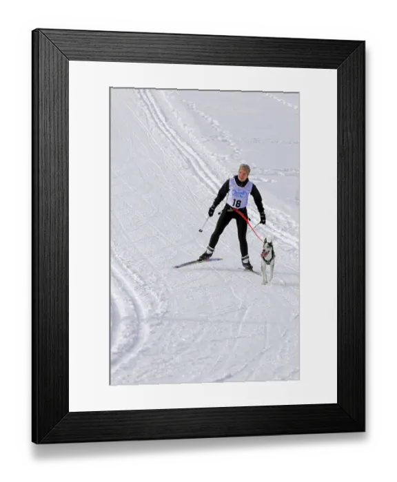 Framed Print : A skier is pulled through the snow by a dog during a ski race Framed Print : A skier is pulled through the snow by a dog during a ski race