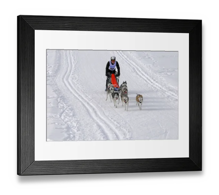 Framed Print : Several sled dogs pulling a driver on a snowy track during a competition