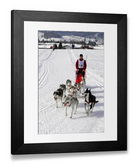 Framed Print : Landscape with sled dogs and mushers racing on a snowy track