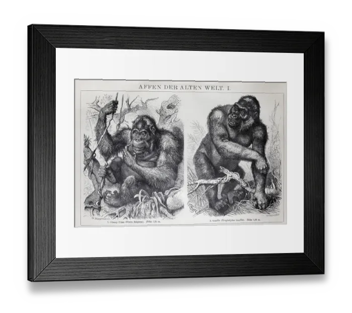 Framed Print : Encyclopaedia page with apes of the Old World