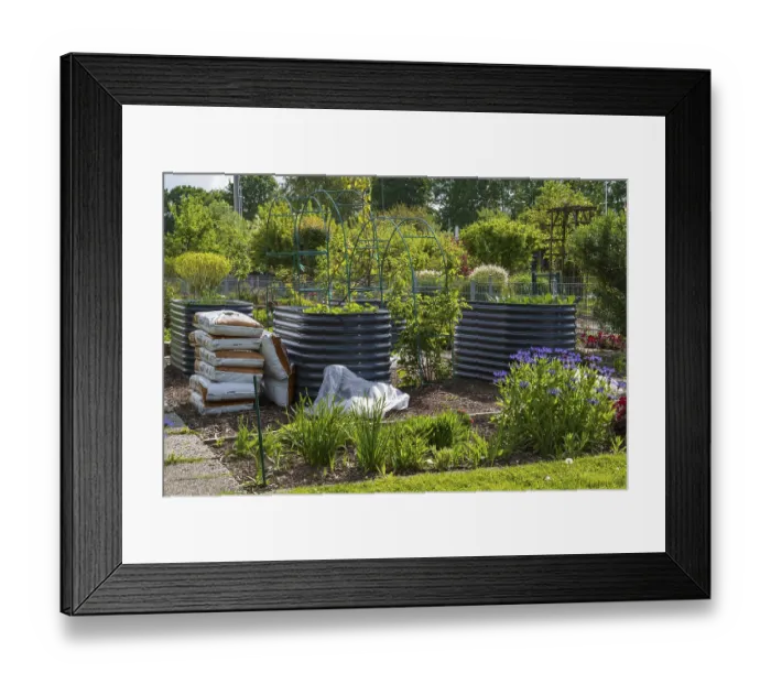 Framed Print : Raised beds in the allotment garden