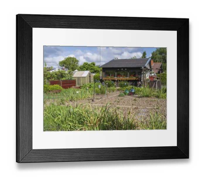 Framed Print : Garden shed with flower boxes in allotment garden Framed Print : Garden shed with flower boxes in allotment garden