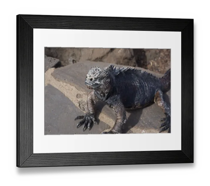 Framed Print : Marine lizard (Amblyrhynchus Scalloped ribbonfish)