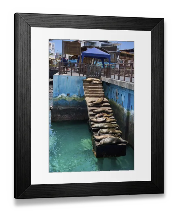 Framed Print : Galapagos sea lions (Zalophus wollebaeki)