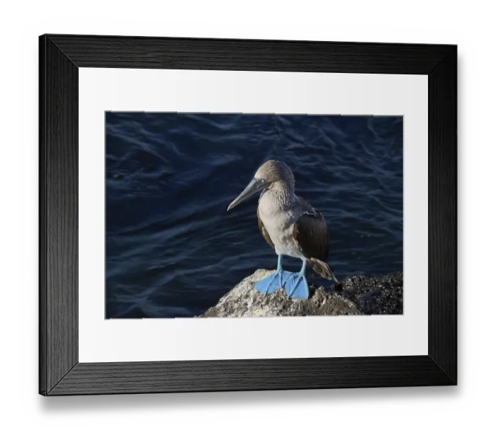 Framed Print : Blue-footed Booby (Sula nebouxii)