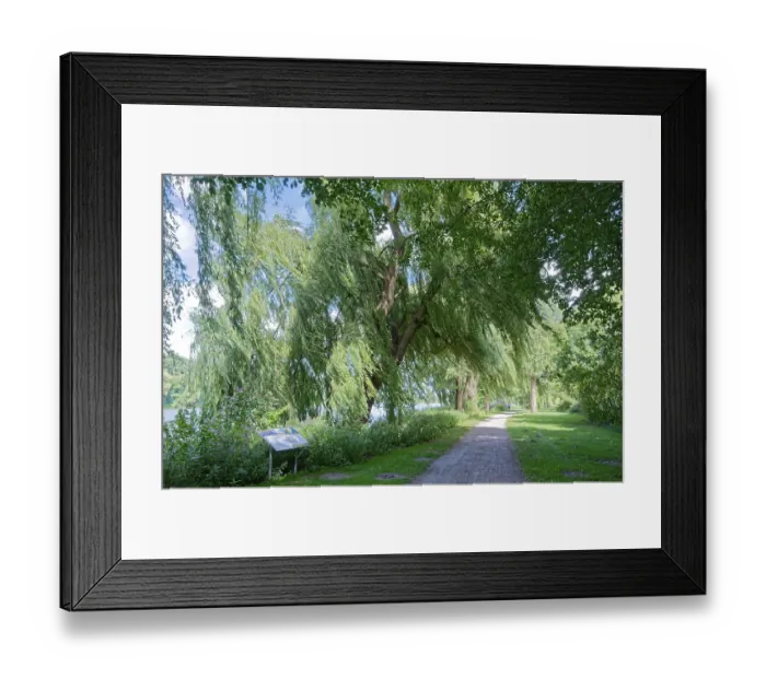 Framed Print : Leaves and branches of the trees in the Bremervorde Nature and Adventure Park on Lake Vorder move in the wind