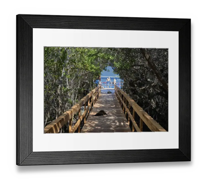 Framed Print : Boardwalk through the mangroves to the swimming and snorkelling bay Concha de Perla Framed Print : Boardwalk through the mangroves to the swimming and snorkelling bay Concha de Perla