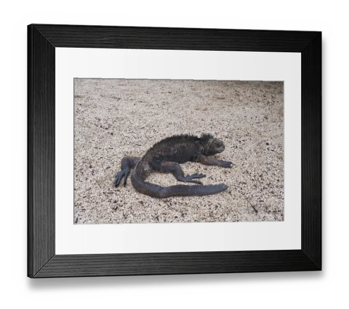 Framed Print : Marine lizard (Amblyrhynchus Scalloped ribbonfish)