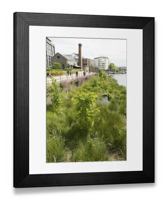 Framed Print : Artificial wetland plants growing on Biomatrix raft on water Framed Print : Artificial wetland plants growing on Biomatrix raft on water