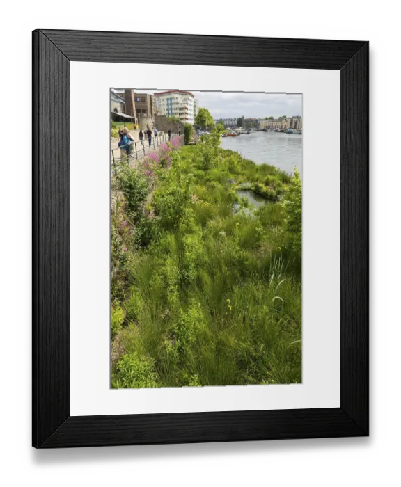 Framed Print : Artificial wetland plants growing on Biomatrix raft on water