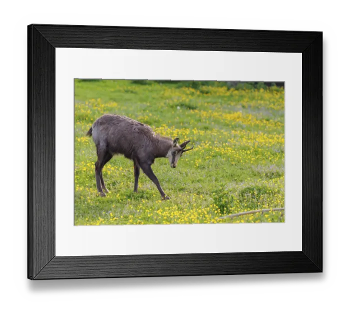 Framed Print : An adult chamois (Rupicapra rupicapra) stands in a flowering meadow on a sunny day