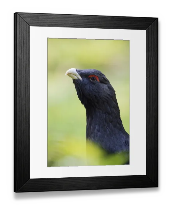 Framed Print : Detailed close-up... Capercaillie (Tetrao urogallus)