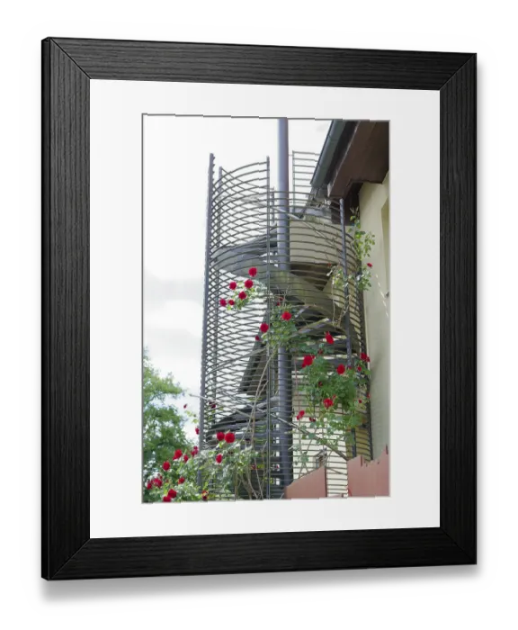 Framed Print : Climbing roses, spiral staircase