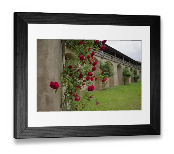 Framed Print : Blooming roses in the courtyard of Comburg Castle