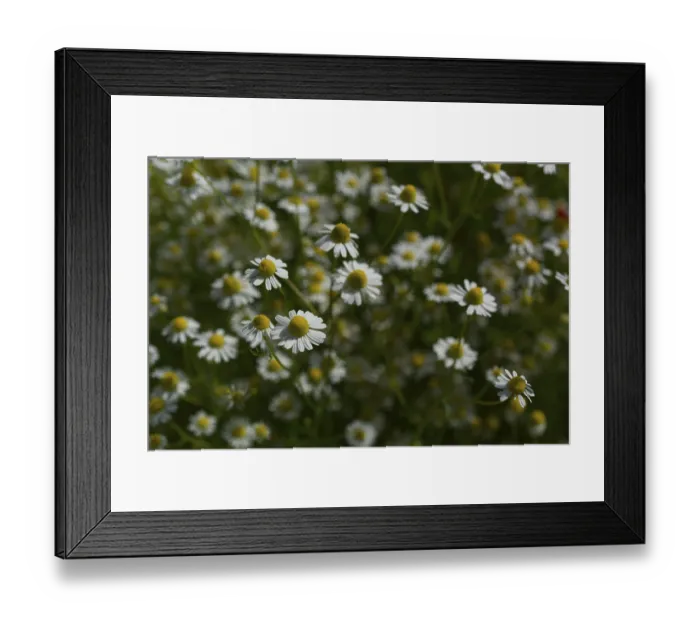 Framed Print : Matricaria chamomilla (Matricaria chamomilla) at the edge of a field