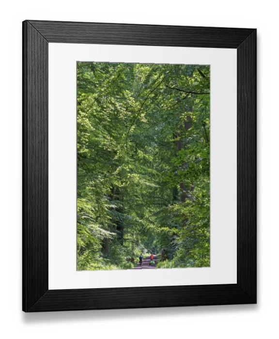 Framed Print : Cyclist, forest path, Klecken, Rosengarten
