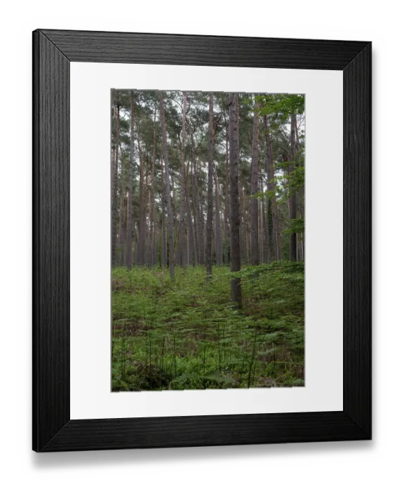 Framed Print : Straight pine forest with dense fern growth