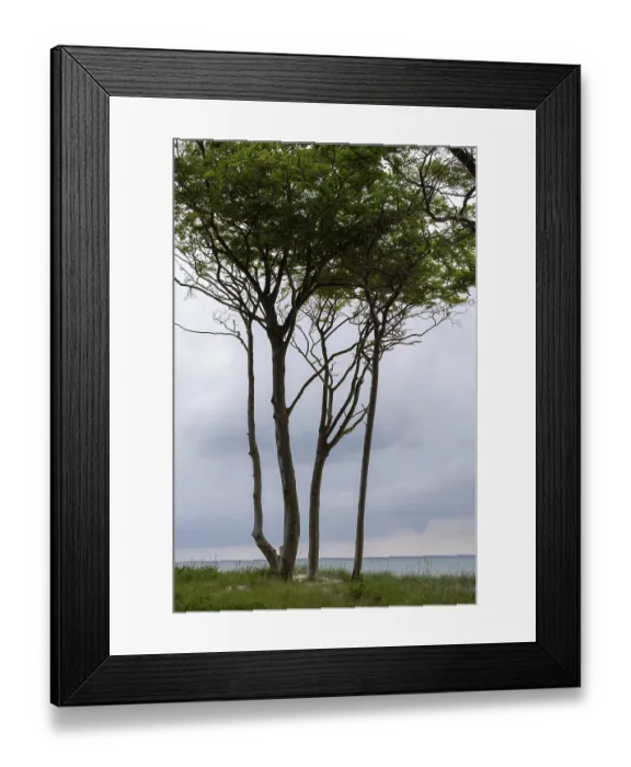 Framed Print : Wind-sculpted trees by the Baltic Sea Framed Print : Wind-sculpted trees by the Baltic Sea